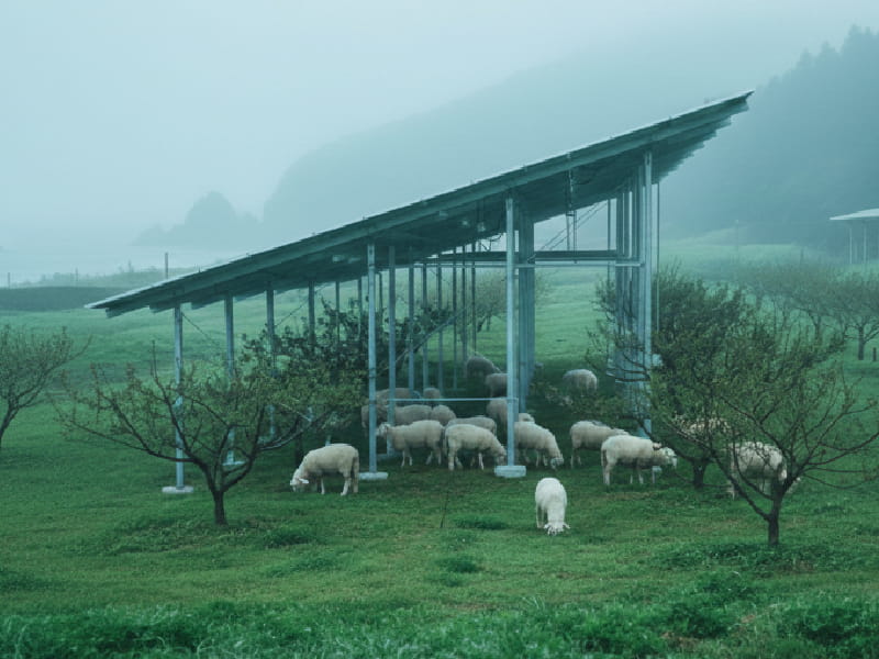 「刈って捨てる」から「食べて循環する」へ。梅 × 羊放牧 × 太陽光発電